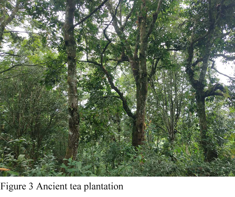 The Domestication Process of Tea and the Formation of Tea Varieties ...